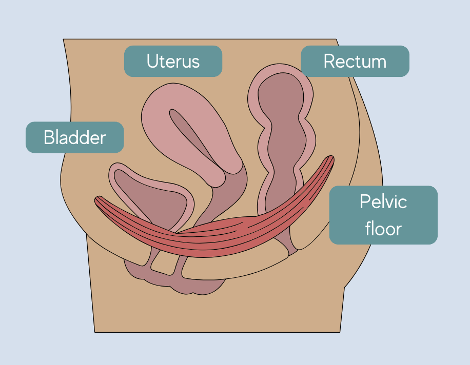 female pelvic floor anatomy diagram