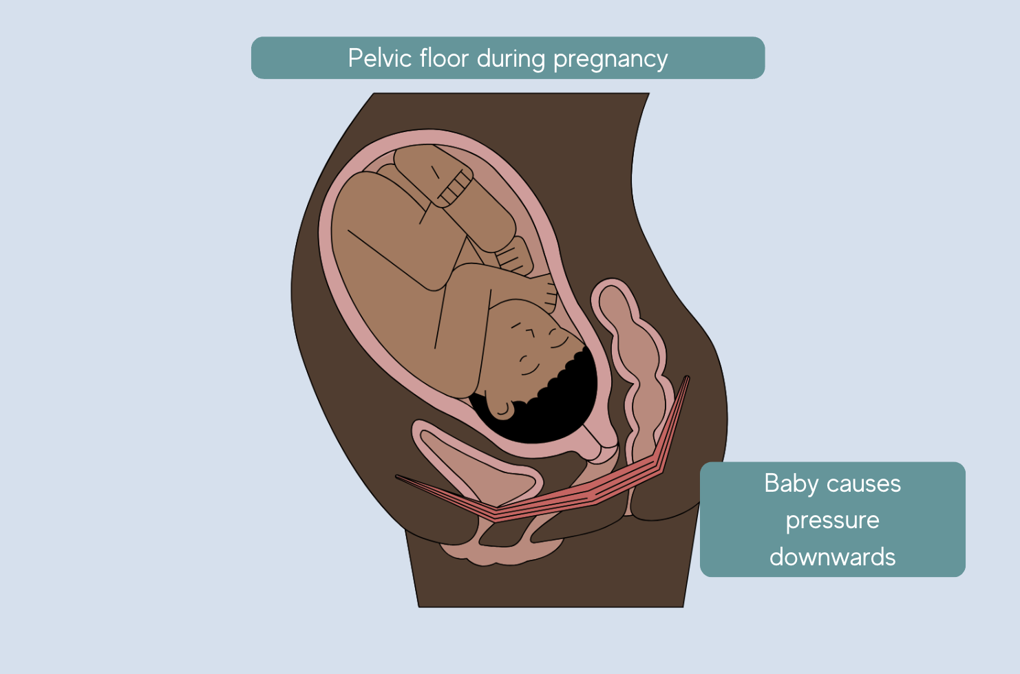 diagram of baby in uterus and pelvic floor